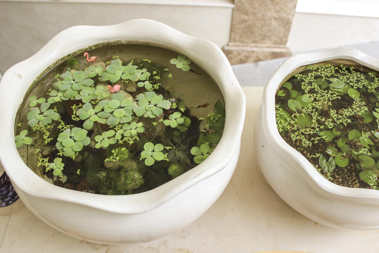 胡志明市Tropical House公寓 外观 照片